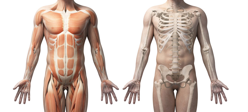 osteopatia apparato muscolo-scheletrico